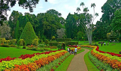 Достопримечательности Шри-Ланка: Королевский Ботанический Сад