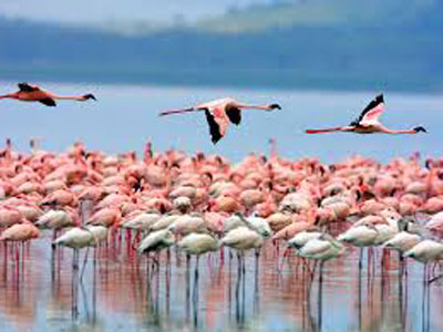 Достопримечательности Кении: озеро Накуру
